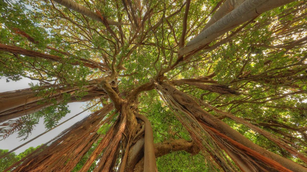 The Broken Banyan Lord Howe Island Exterior foto
